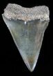 Fossil Mako Shark Tooth - South Carolina #47267-1